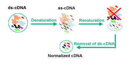 Normalized cDNA Library Construction Service